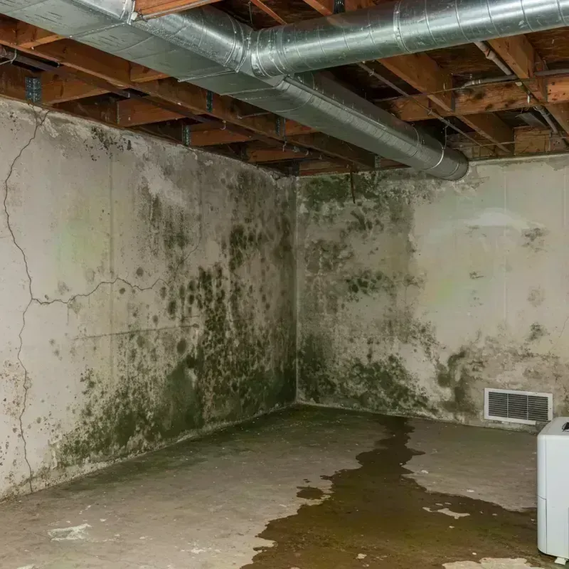 Professional Mold Removal in Eureka, MO